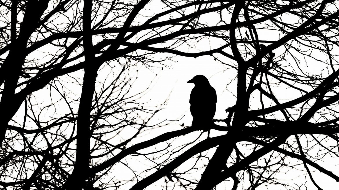 Magickal Raven